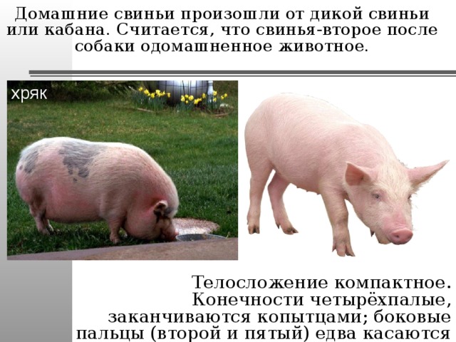 Потому что свинья. Информация о свинье. Телосложение свиней. Сообщение о свинье.