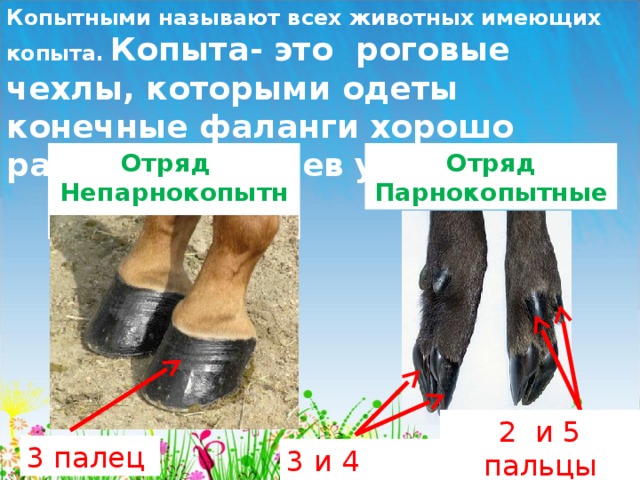 Парнокопытные и непарнокопытные отличия таблица с примерами