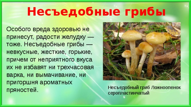 Несъедобные грибы   Особого вреда здоровью не принесут, радости желудку — тоже. Несъедобные грибы — невкусные, жесткие, горькие, причем от неприятного вкуса их не избавят ни трехчасовая варка, ни вымачивание, ни пригоршня ароматных пряностей. Несъедобный гриб Ложноопенок серопластинчатый 