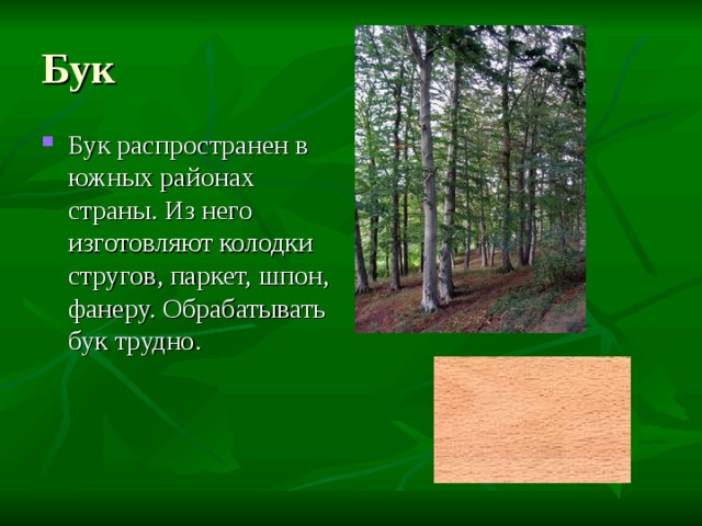 Презентация породы древесины