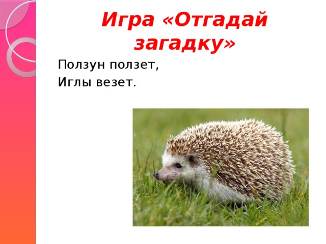 Игра «Отгадай загадку» Ползун ползет, Иглы везет. 