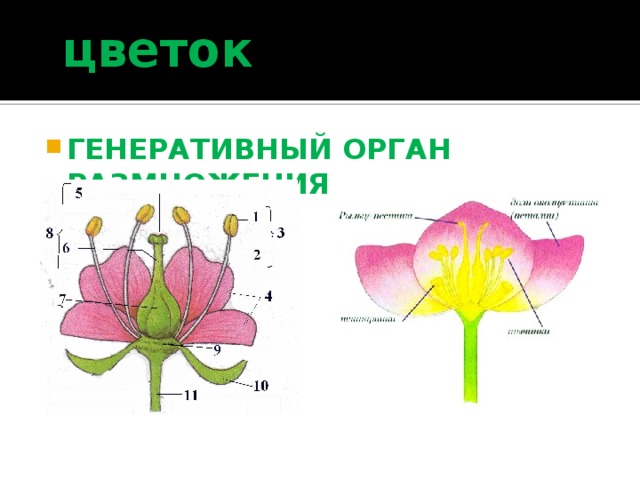 Органами размножения у цветка являются. Генеративные органы цветка. Цветок орган генеративного размножения растений. Цветок как генеративный орган.
