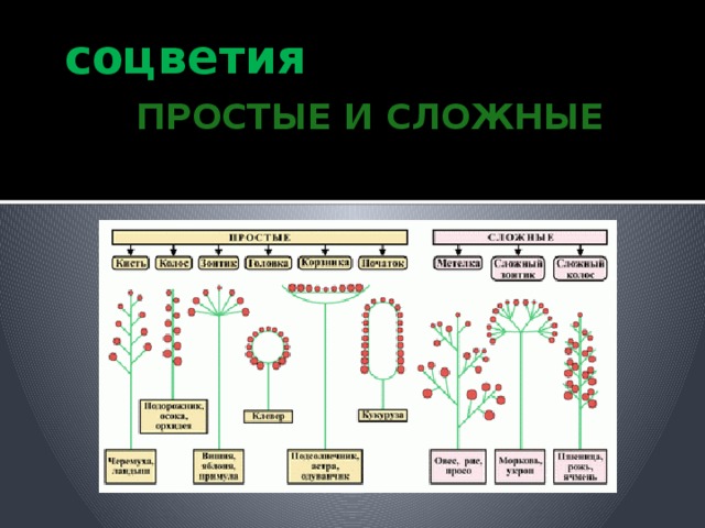 Простые и сложные 8 класс. Простые и сложные соцветия. Схема простых и сложных соцветий. Типы соцветий простые и сложные. Простые соцветия и сложные соцветия.