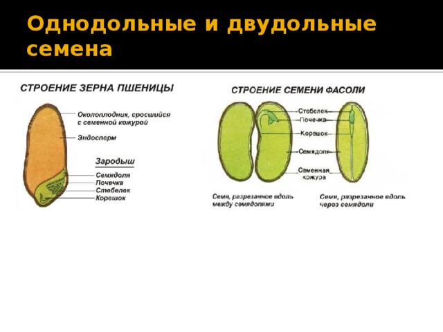 Сравнение семян двудольных и однодольных