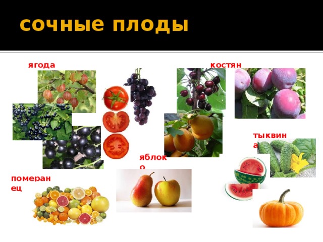 Назовите сочные плоды. Яблоко Тыквина ягода померанец. Сочные плоды. Сочные плоды растений. Сочные плоды ягода.
