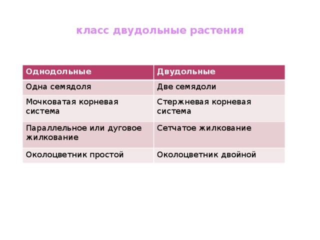 Различие однодольных и двудольных растений презентация