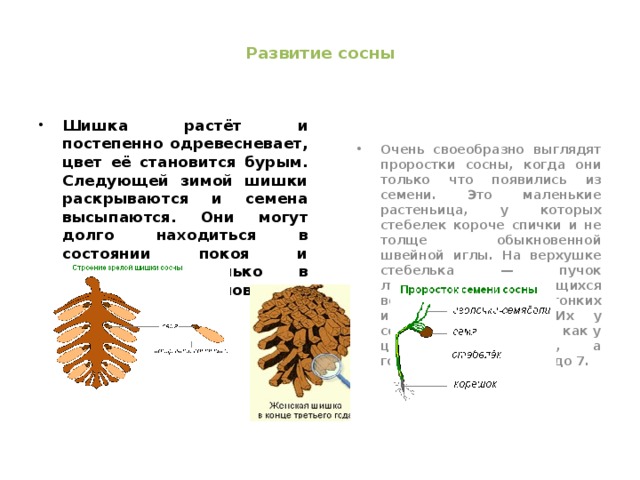 Кроссворд голосеменные