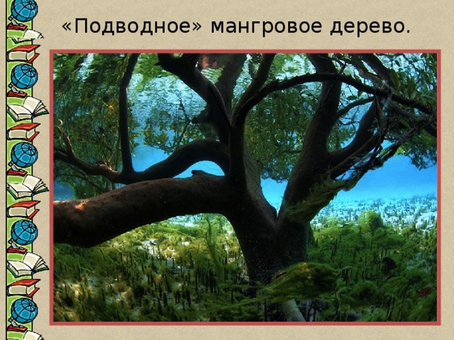 «Подводное» мангровое дерево. 
