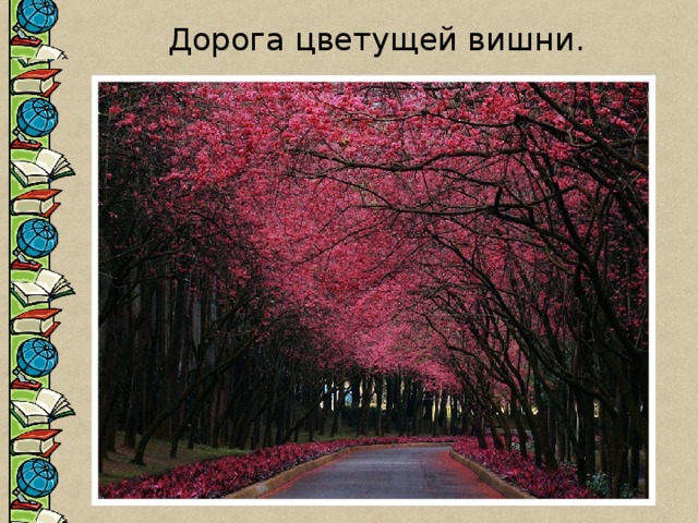 Дорога цветущей вишни. 