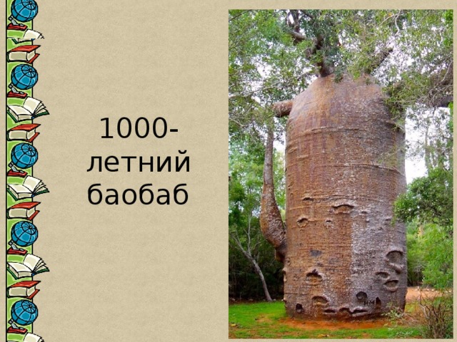 1000-летний баобаб 