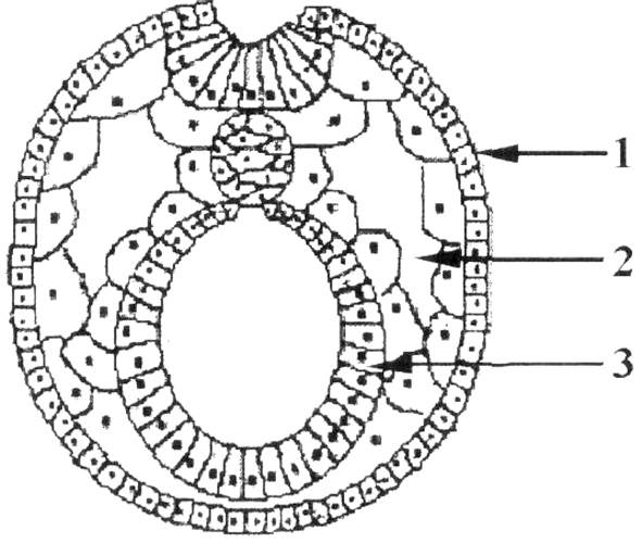 Назовите зародышевый листок зародыша позвоночного животного обозначенный на рисунке цифрой
