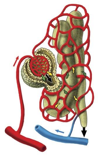 Рисунок нефрон биология