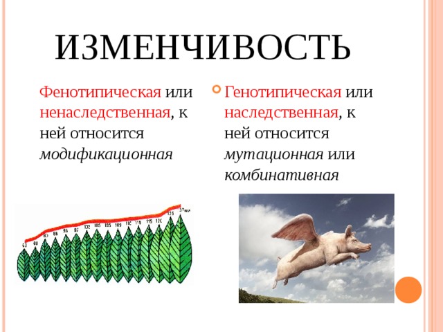 Модификационная изменчивость схема