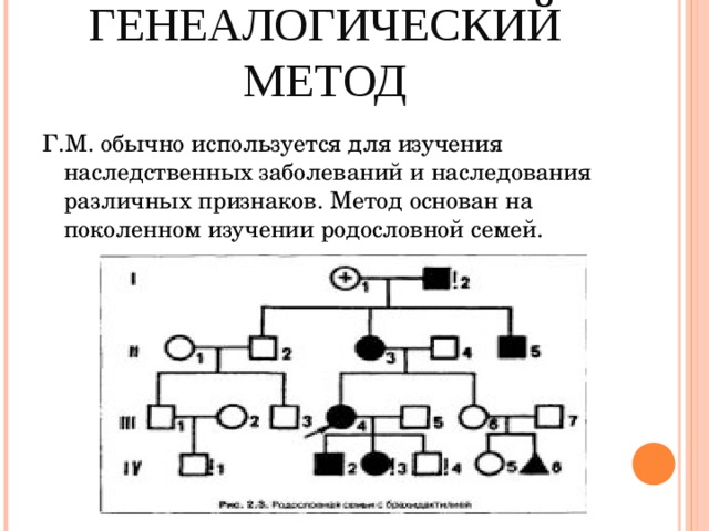 В медицинской генетике широко используется генеалогический метод используя предложенную схему