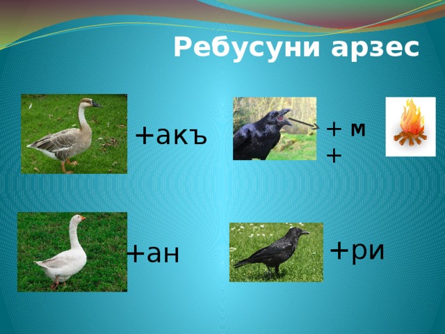 Ребусуни арзес + м + +акъ +ри +ан 