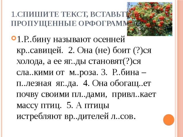 1. Спишите текст, вставьте пропущенные орфограммы . 1.Р..бину называют осенней кр..савицей. 2. Она (не) боит (?)ся холода, а ее яг..ды становят(?)ся сла..кими от м..роза. 3. Р..бина – п..лезная яг..да. 4. Она обогащ..ет почву своими пл..дами, привл..кает массу птиц. 5. А птицы истребляют вр..дителей л..сов . 