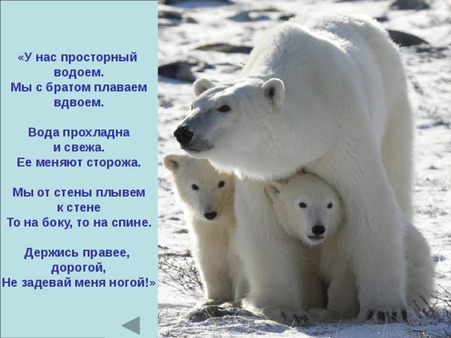 «У нас просторный водоем. Мы с братом плаваем вдвоем.  Вода прохладна и свежа. Ее меняют сторожа.  Мы от стены плывем к стене То на боку, то на спине.  Держись правее, дорогой, Не задевай меня ногой!» 