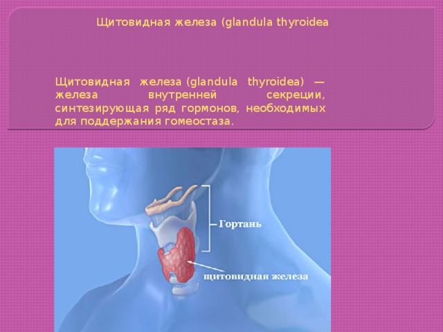 Щитовидная железа (glandula thyroidea Щитовидная железа (glandula thyroidea) — железа внутренней секреции, синтезирующая ряд гормонов, необходимых для поддержания гомеостаза. 