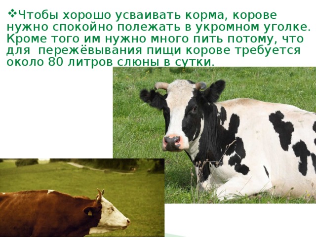 Чтобы хорошо усваивать корма, корове нужно спокойно полежать в укромном уголке. Кроме того им нужно много пить потому, что для пережёвывания пищи корове требуется около 80 литров слюны в сутки.