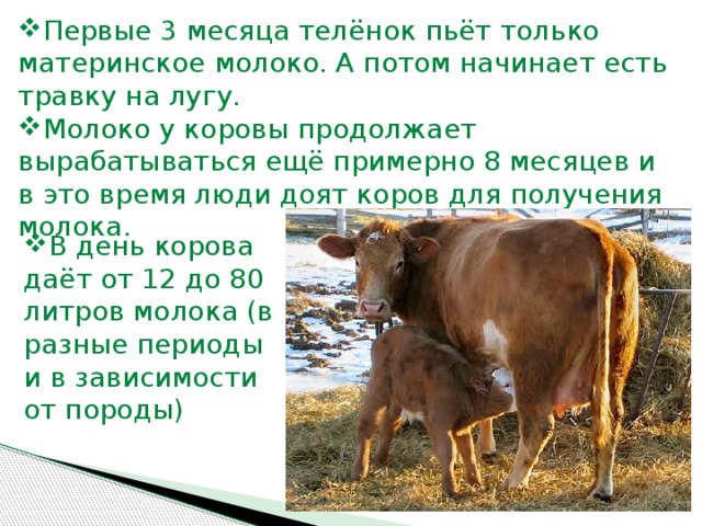 Первые 3 месяца телёнок пьёт только материнское молоко. А потом начинает есть травку на лугу. Молоко у коровы продолжает вырабатываться ещё примерно 8 месяцев и в это время люди доят коров для получения молока. В день корова даёт от 12 до 80 литров молока (в разные периоды и в зависимости от породы)