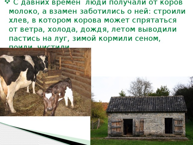 C давних времён люди получали от коров молоко, а взамен заботились о ней: строили хлев, в котором корова может спрятаться от ветра, холода, дождя, летом выводили пастись на луг, зимой кормили сеном, поили, чистили.