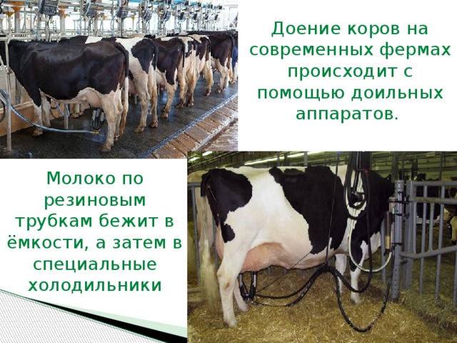 Доение коров на современных фермах происходит с помощью доильных аппаратов. Молоко по резиновым трубкам бежит в ёмкости, а затем в специальные холодильники