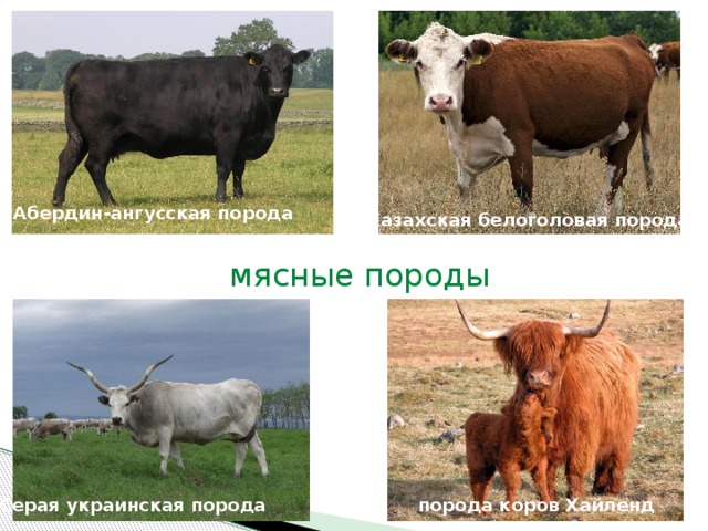 Абердин-ангусская порода Казахская белоголовая порода мясные породы порода коров Хайленд Серая украинская порода