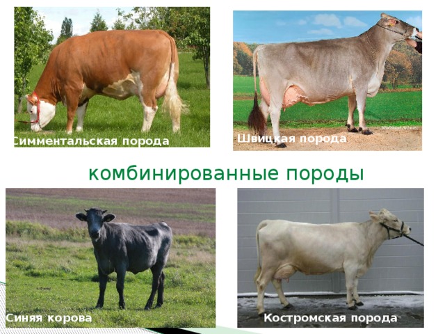 Швицкая порода Симментальская порода комбинированные породы Костромская порода Синяя корова