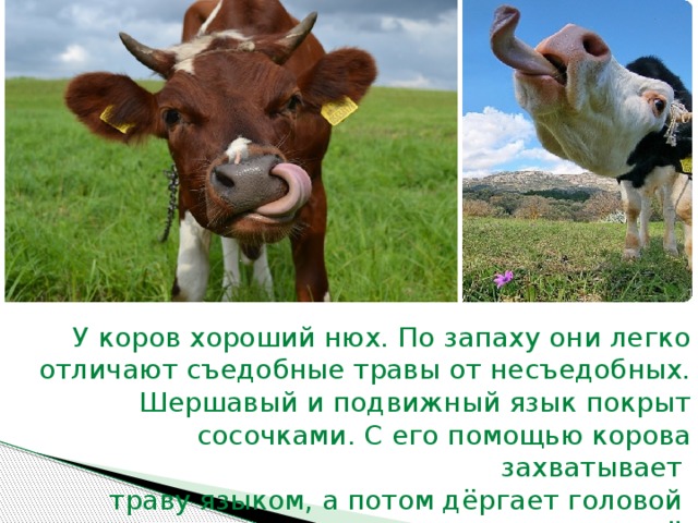 У коров хороший нюх. По запаху они легко отличают съедобные травы от несъедобных.  Шершавый и подвижный язык покрыт сосочками. С его помощью корова  захватывает траву языком, а потом дёргает головой и срывает её.