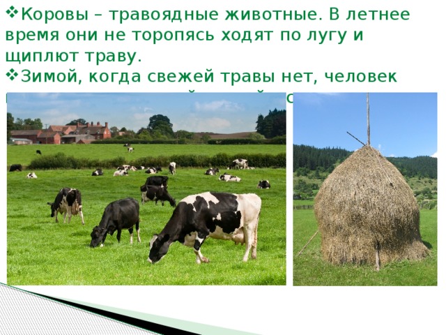 Коровы – травоядные животные. В летнее время они не торопясь ходят по лугу и щиплют траву.  Зимой, когда свежей травы нет, человек кормит корову сухой травой – сеном.