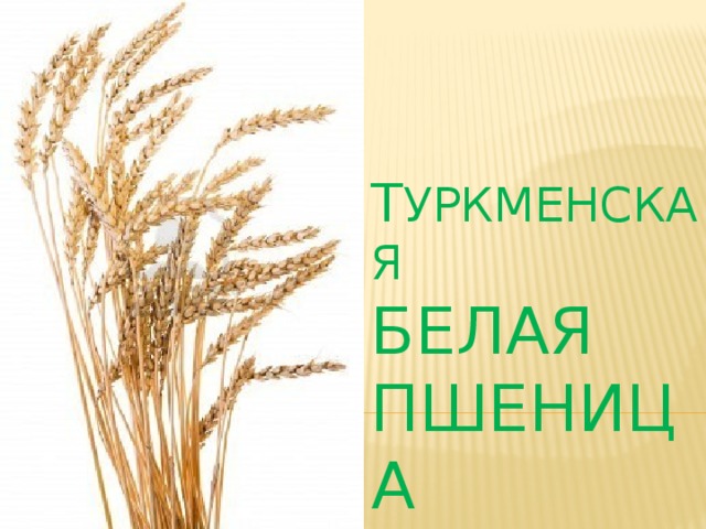 Т уркменская  белая  пшеница 