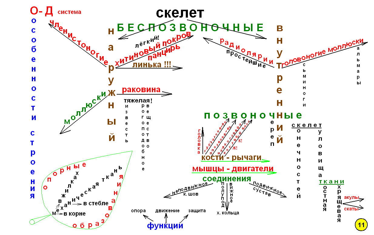 План конспект по биологии 6 класс