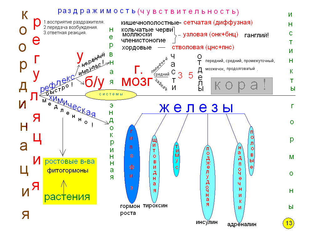 Что такое опорный конспект по биологии. Смотреть фото Что такое опорный конспект по биологии. Смотреть картинку Что такое опорный конспект по биологии. Картинка про Что такое опорный конспект по биологии. Фото Что такое опорный конспект по биологии