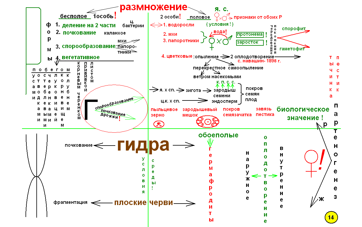 Что такое опорный конспект по биологии. Смотреть фото Что такое опорный конспект по биологии. Смотреть картинку Что такое опорный конспект по биологии. Картинка про Что такое опорный конспект по биологии. Фото Что такое опорный конспект по биологии