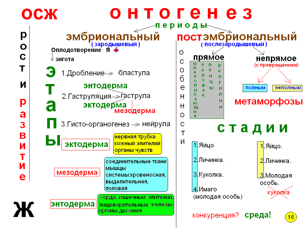 Что такое опорный конспект по биологии. Смотреть фото Что такое опорный конспект по биологии. Смотреть картинку Что такое опорный конспект по биологии. Картинка про Что такое опорный конспект по биологии. Фото Что такое опорный конспект по биологии