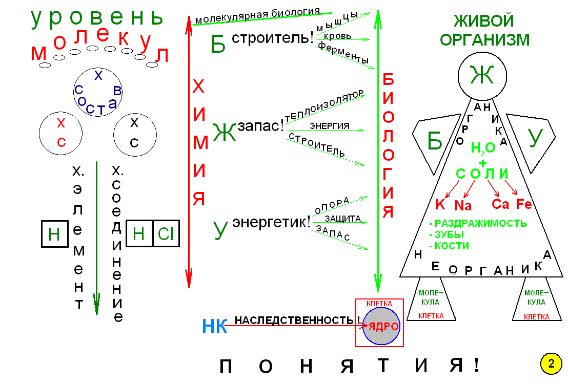Что такое опорный конспект по биологии. Смотреть фото Что такое опорный конспект по биологии. Смотреть картинку Что такое опорный конспект по биологии. Картинка про Что такое опорный конспект по биологии. Фото Что такое опорный конспект по биологии