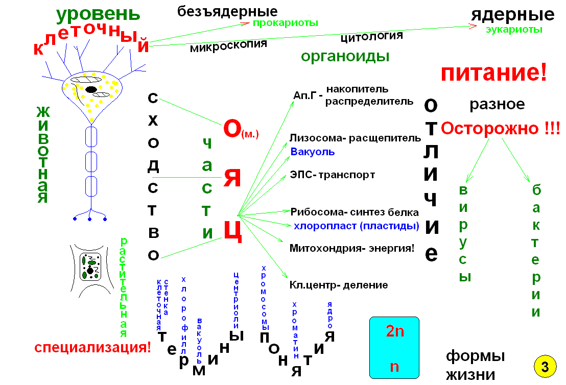 Опорный конспект образец