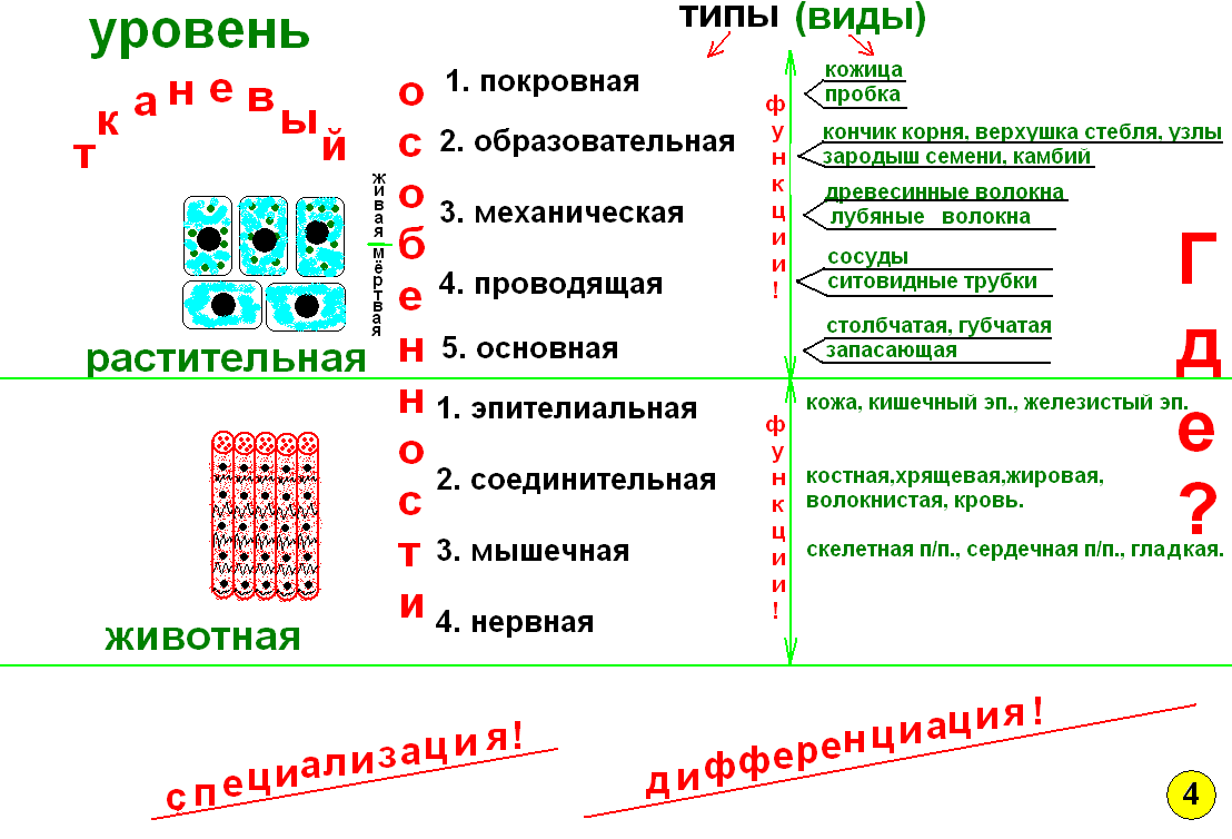 Что такое опорный конспект по биологии. Смотреть фото Что такое опорный конспект по биологии. Смотреть картинку Что такое опорный конспект по биологии. Картинка про Что такое опорный конспект по биологии. Фото Что такое опорный конспект по биологии