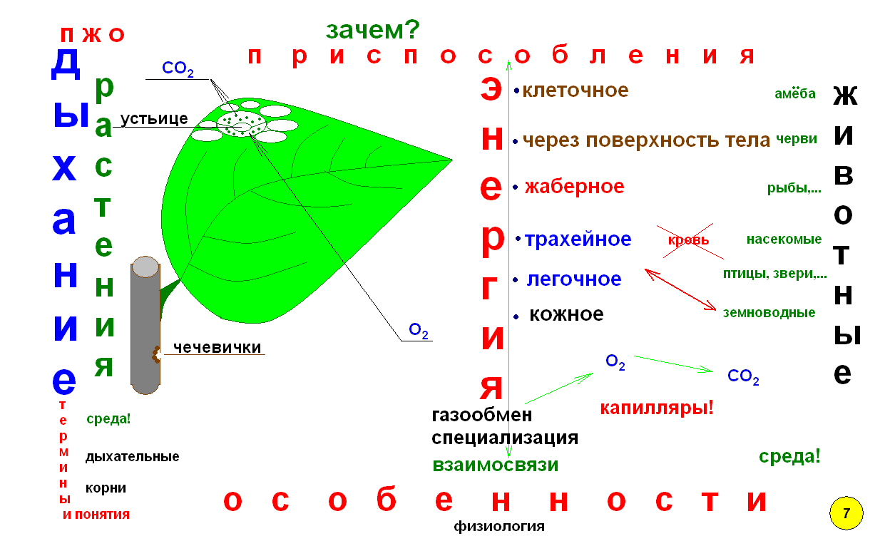 Что такое опорный конспект по биологии. Смотреть фото Что такое опорный конспект по биологии. Смотреть картинку Что такое опорный конспект по биологии. Картинка про Что такое опорный конспект по биологии. Фото Что такое опорный конспект по биологии