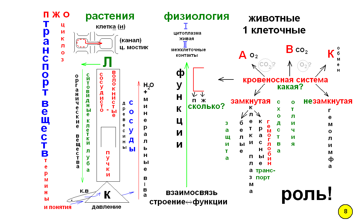 Что такое опорный конспект по биологии. Смотреть фото Что такое опорный конспект по биологии. Смотреть картинку Что такое опорный конспект по биологии. Картинка про Что такое опорный конспект по биологии. Фото Что такое опорный конспект по биологии