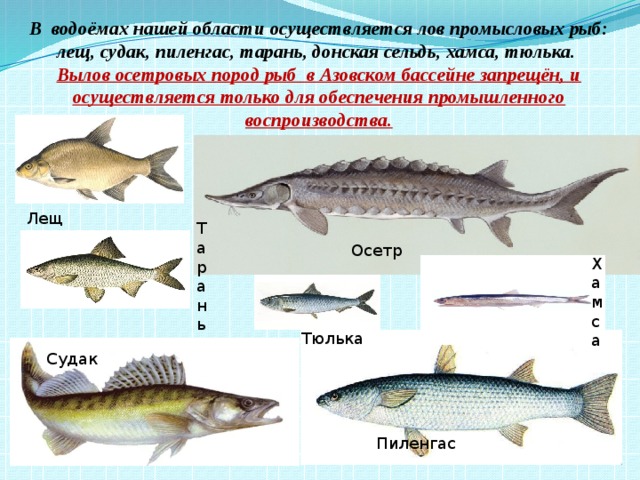 Река кубань какие рыбы