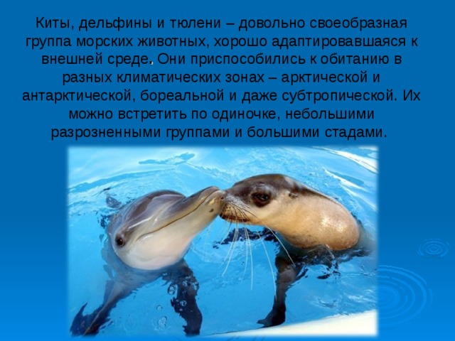 Сравните образ жизни тюленя и кита. Дельфины и тюлени. Дыхательная система у морских млекопитающих. Среда обитания китообразных. Китообразные дельфины.