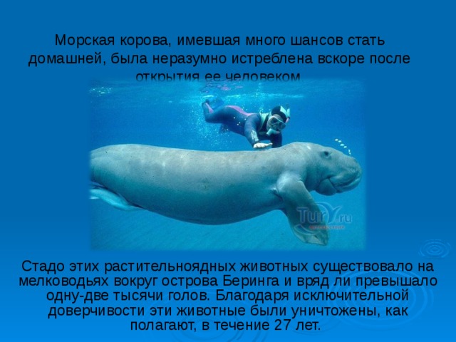 Презентация морская корова
