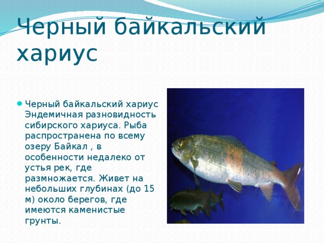 Рыбы озера байкал презентация