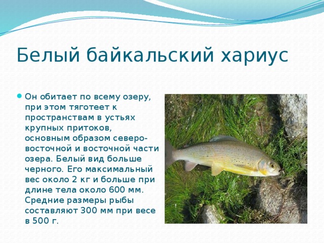 Хариус байкальский презентация