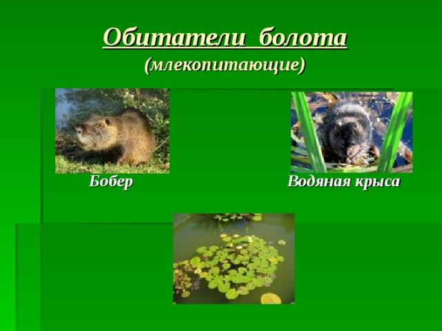 Обитатели болота  (млекопитающие)      Бобер    Водяная крыса 