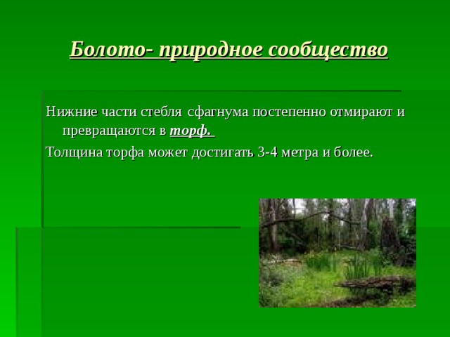 Болото- природное сообщество Нижние части стебля  сфагнума постепенно отмирают и превращаются в торф. Толщина торфа может достигать 3-4 метра и более. 