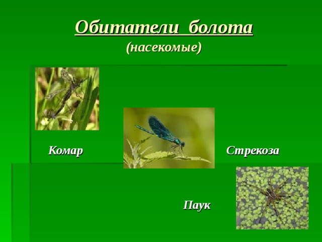 Обитатели болота  (насекомые)      Комар Стрекоза    Паук 