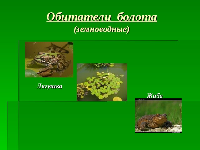 Обитатели болота  (земноводные)      Лягушка  Жаба 