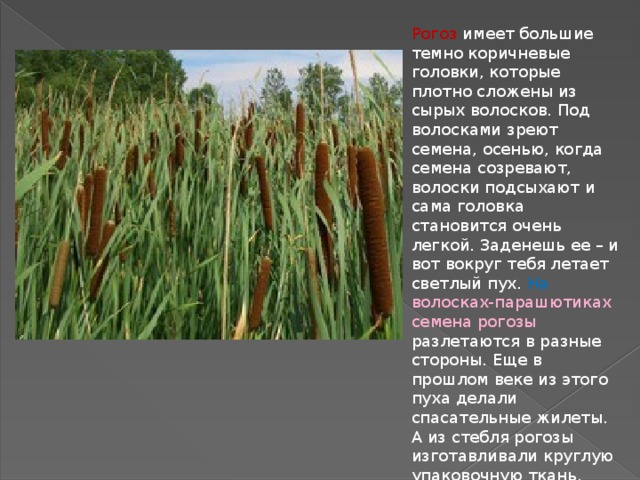 Рогоз имеет большие темно коричневые головки, которые плотно сложены из сырых волосков. Под волосками зреют семена, осенью, когда семена созревают, волоски подсыхают и сама головка становится очень легкой. Заденешь ее – и вот вокруг тебя летает светлый пух. На волосках-парашютиках семена рогозы разлетаются в разные стороны. Еще в прошлом веке из этого пуха делали спасательные жилеты. А из стебля рогозы изготавливали круглую упаковочную ткань. 